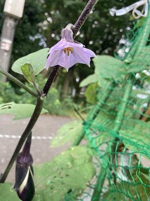 ふじみ野幼稚園