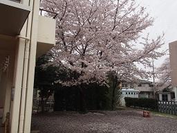 ふじみ野幼稚園