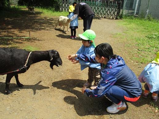 ふじみ野幼稚園