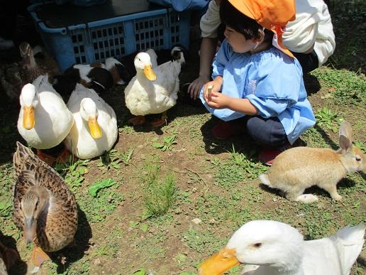 ふじみ野幼稚園