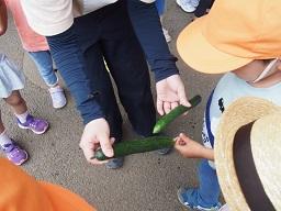 ふじみ野幼稚園