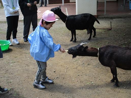 ふじみ野幼稚園